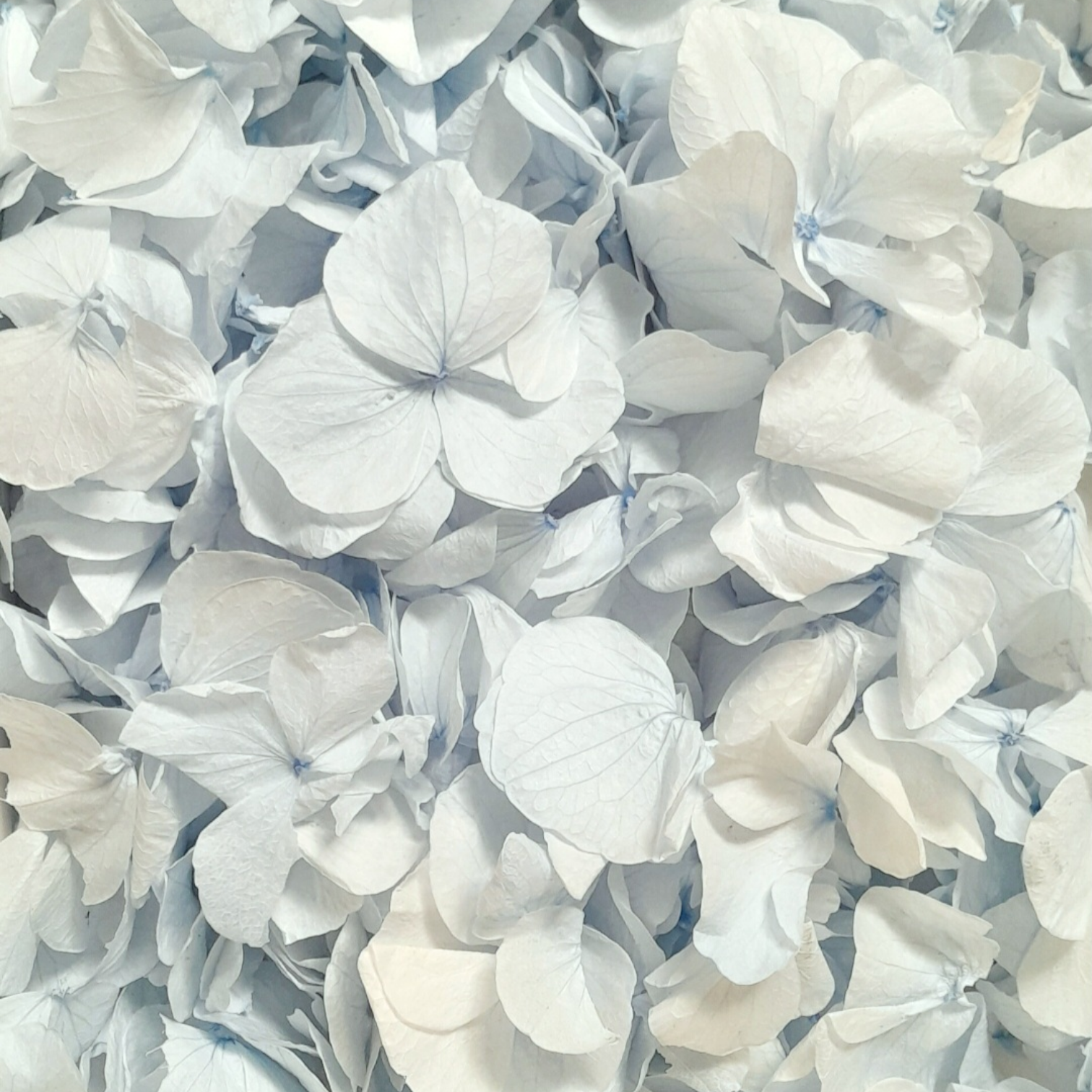 Sky Blue Hydrangea Petals Flower Confetti