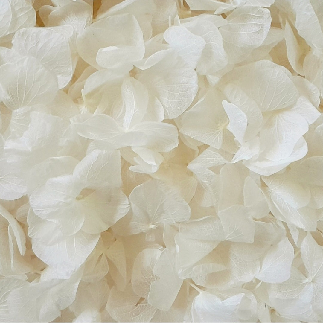 Ivory Hydrangea Petals Flower Confetti