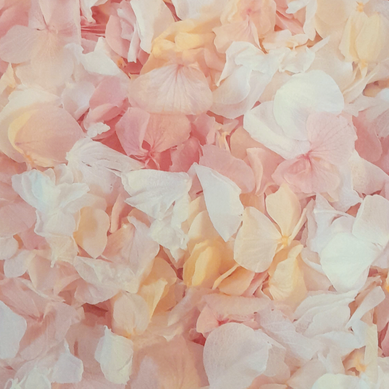 Pink, Peach and white hydrangea petals flower confetti wedding 