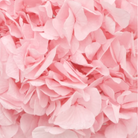 Light Pink Hydrangea Petals Flower Confetti