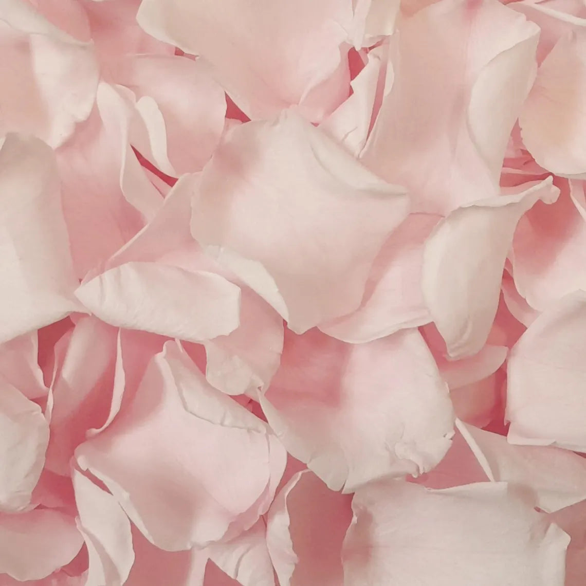 Pink Rose Petals Flower Confetti