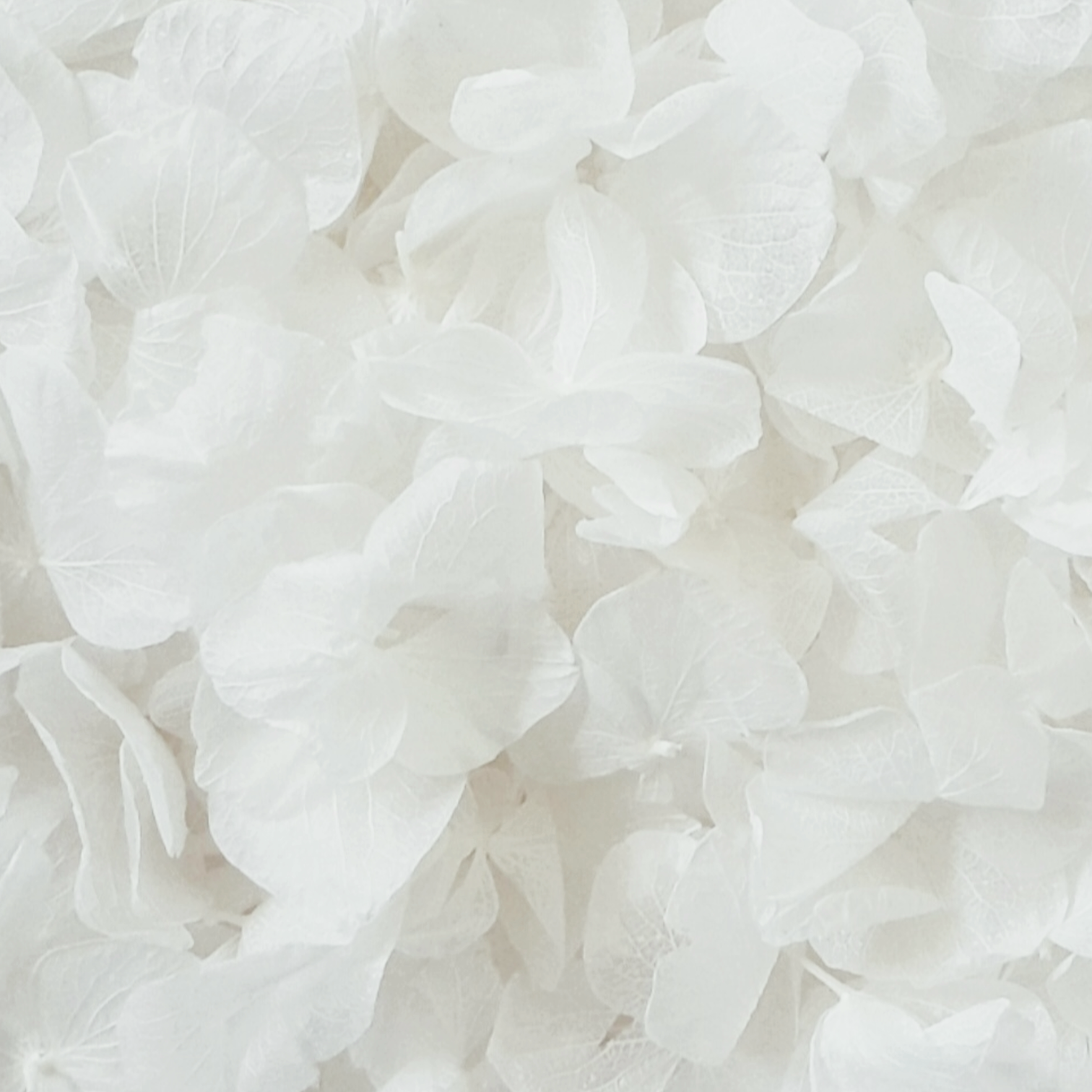 White Hydrangea Petals Flower Confetti